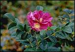 [rugosa-1a.jpg]