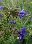 [officinalis-4.jpg]